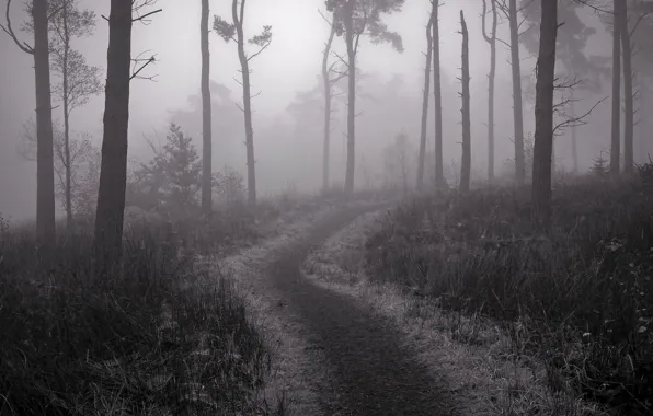 Picture forest, fog, trail, twilight