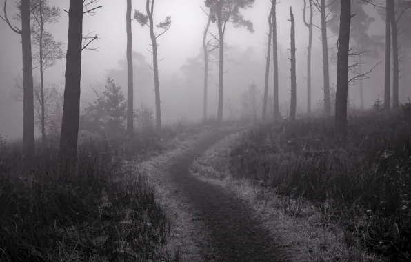 Picture fog, trail, Forest, twilight
