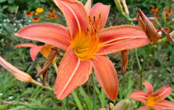 Picture summer, orange, stamens, daylily flower