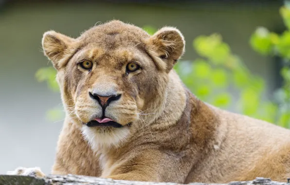 Language, cat, face, lioness, ©Tambako The Jaguar