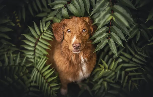 Picture look, face, leaves, dog, Nova Scotia duck tolling Retriever
