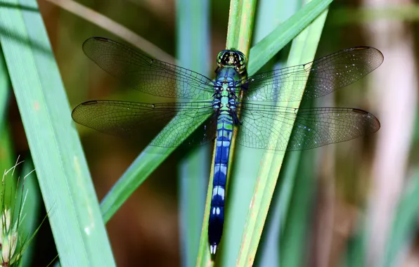 Picture grass, macro, transparent, wings, dragonfly, stems, Wallpaper from lolita777, turquoise color
