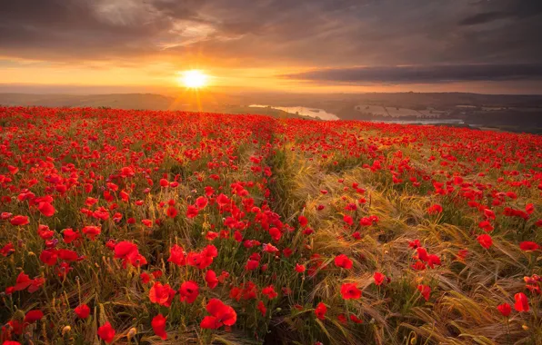 Picture flowers, red, field, Maki, the sun, the sky, grass, ears, clouds