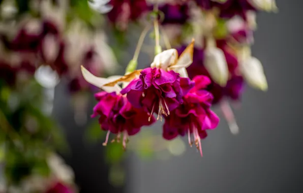 Summer, nature, Flowers, flowering, fuchsia