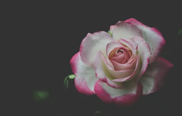 Picture background, rose, petals