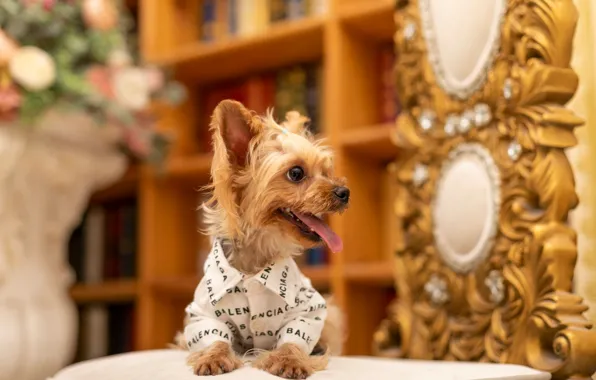 Look, pose, clothing, dog, costume, outfit, image, face