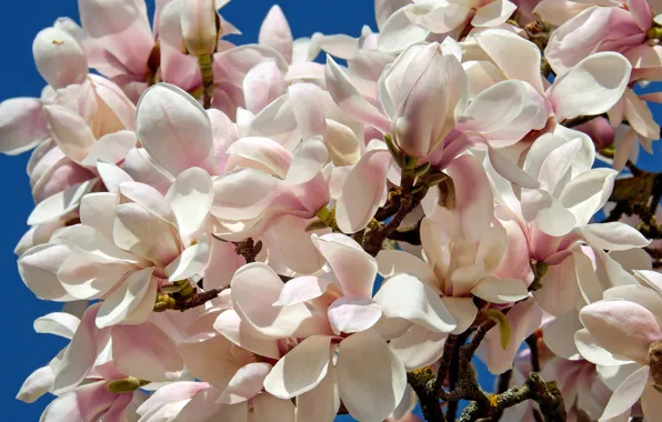 Wallpaper the sky, trees, flowers, branches, blue, beauty, spring, petals