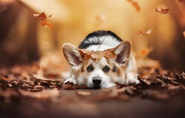 Picture autumn, look, leaves, dog, ears, face, Welsh Corgi