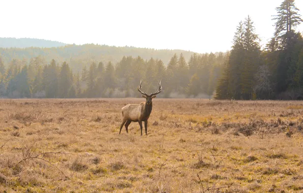 Forest, grass, trees, animal, deer, horns