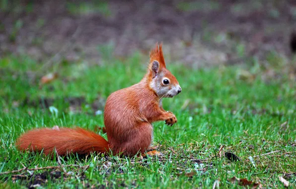Grass, green, protein, red