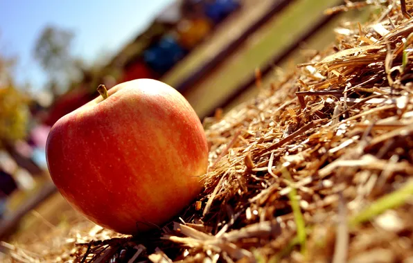 Picture grass, the sun, macro, red, Apple