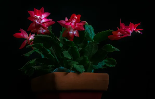 Drops, flowers, cactus, black background, © candice Staver harris