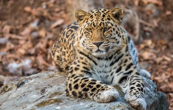 Picture stay, stone, leopard, Far East, or Amur