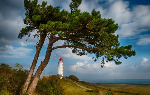 Sea, trees, coast, lighthouse, Germany, Germany, pine, The Baltic sea