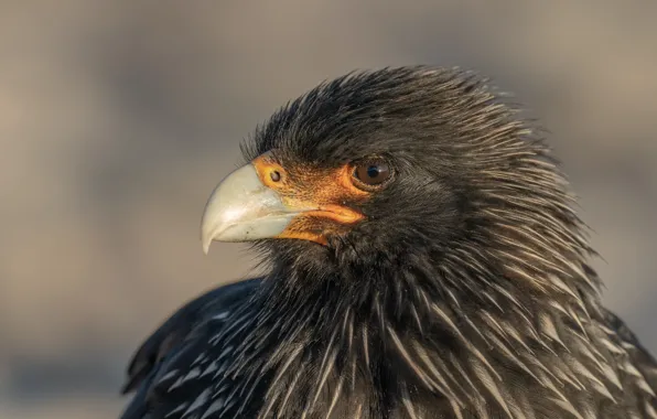 Picture bird, eagle, animal, wildlife