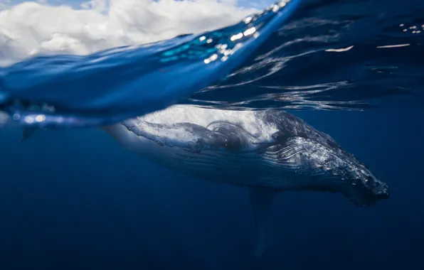 Picture sea, the ocean, mammal, humpback whale