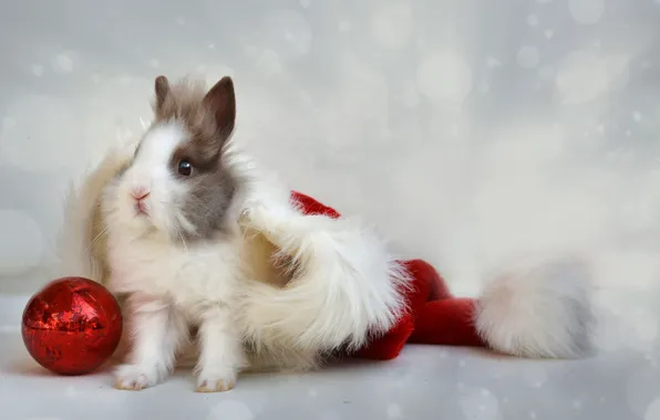 Rabbit, Baby, Coat