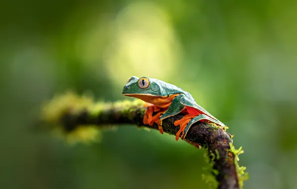 Macro, branch, Jungle, bokeh, Primeval Forest, The magnificent leaf frog, Splendid leaf frog, The Primeval …