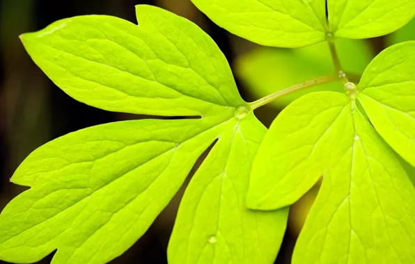 Picture drops, nature, sheet, green, Rosa, color