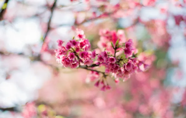 Flowers, branches, tree, spring, Sakura, pink, flowering, bokeh