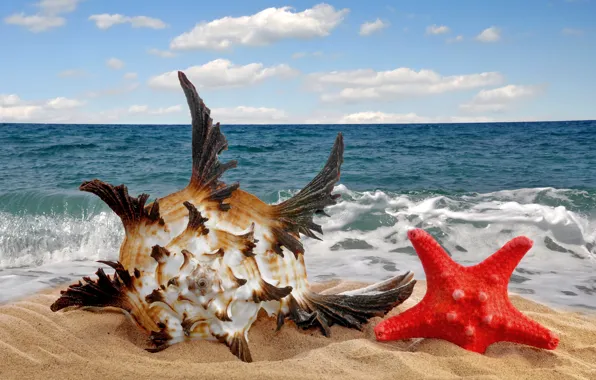 Sand, sea, beach, star, shell, sea, sand, seashell