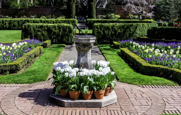 Flowers, design, lawn, track, garden, CA, crocuses, tulips