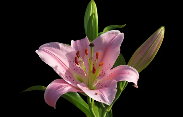 Macro, flowers, background, Lily, pink