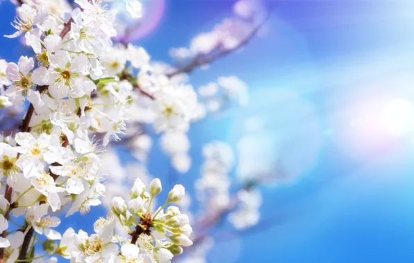 Picture the sky, the sun, flowers, branches, spring, Apple, flowering, sky