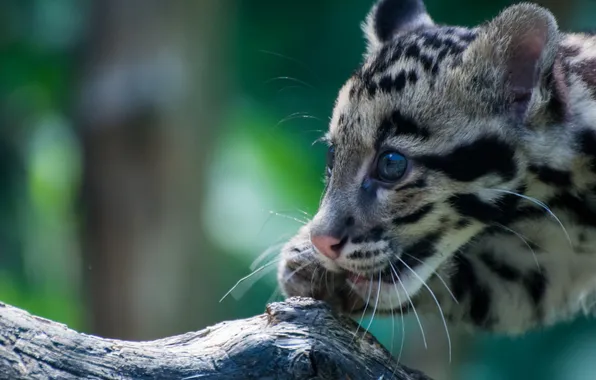 Look, color, wild cat, clouded leopard