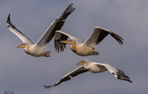 Birds, flight, pelicans, DUELL ©