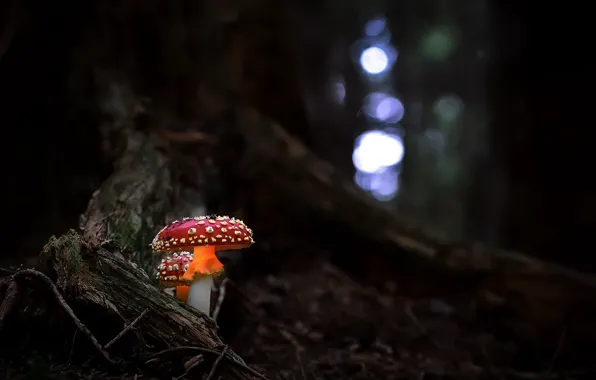 Picture forest, nature, mushrooms