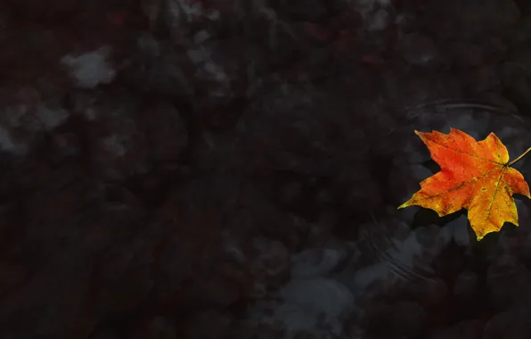 Picture Water, Autumn, Maple leaf, Maple