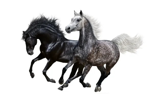Horse, horse, running, pair, white background