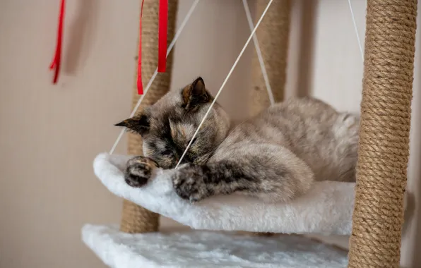 Cat, cats, close-up, A cat in a cot, a cat bed