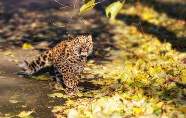 Branches, fluffy, leopard, kitty