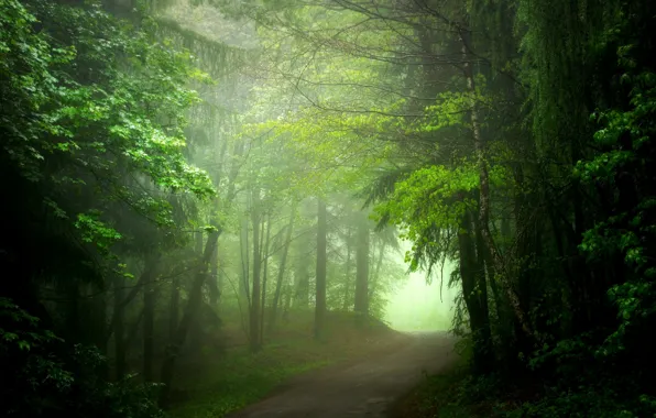 Road, forest, summer, fog