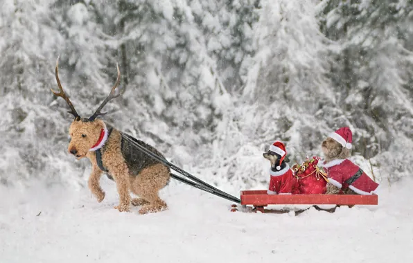Picture winter, dogs, snow, Christmas, New year, horns, sleigh, a bag with gifts