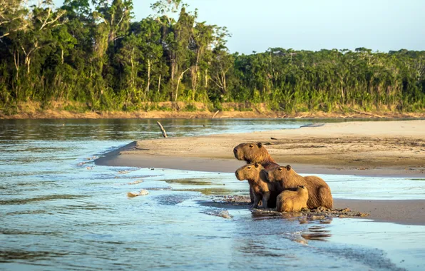 Peru, Peru, amazon, Amazon, the national Park of Manu, The capybara family, Manu National Park, …
