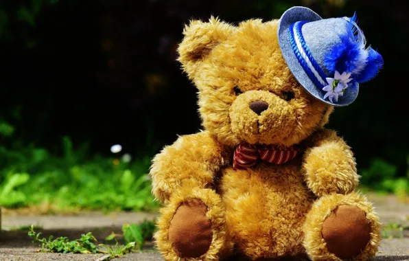 Picture hat, teddy bear, Teddy bear