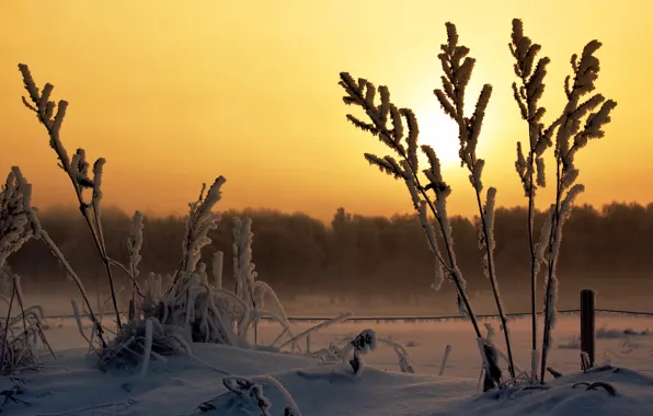 Picture winter, frost, field, forest, the sun, light, snow, sunset