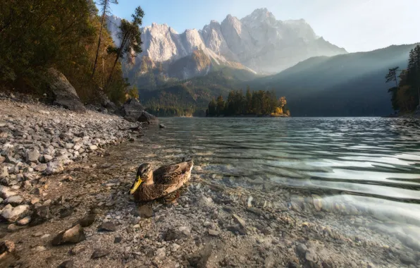 Landscape, mountains, nature, lake, bird, morning, forest, duck