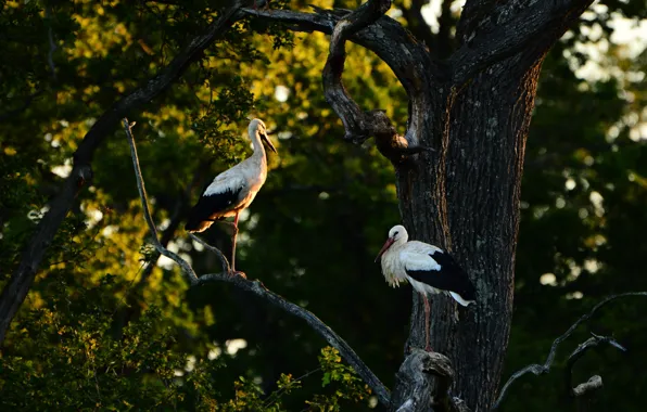 Forest, trees, birds, branches, the dark background, two, pair, stork