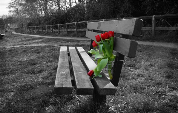 Picture flowers, background, tulips, bench