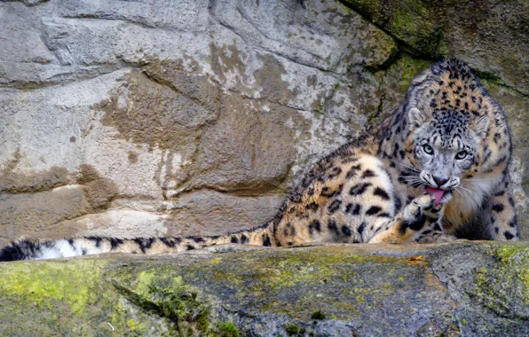 Picture pose, snow leopard, nature, IRBIS, sitting, rocks, stones