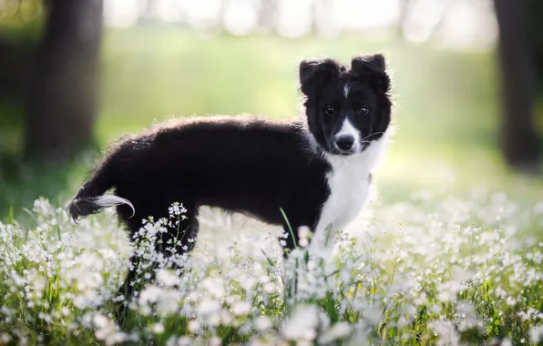 Picture look, face, light, flowers, background, glade, black, dog