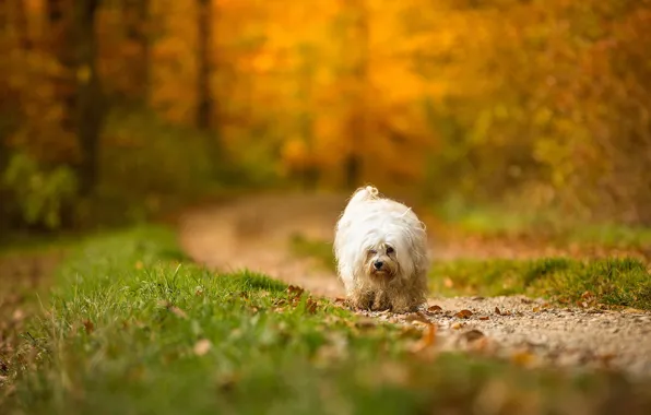 Autumn, look, each, dog