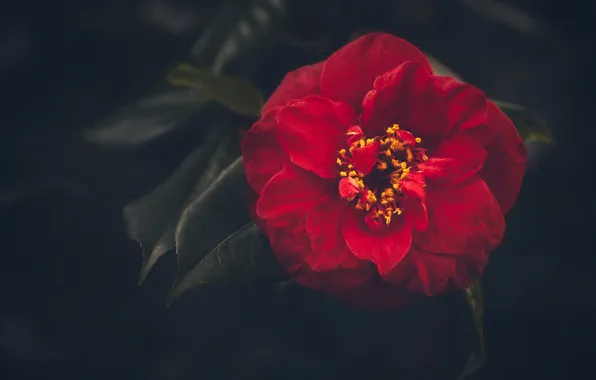 Flower, leaves, macro, the dark background, red, Camellia