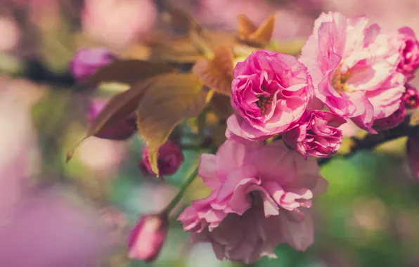 Macro, flowers, branch, spring, Sakura, pink, flowering, bokeh