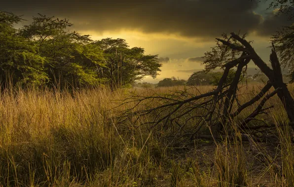Field, trees, branches, clouds, driftwood