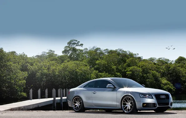 Trees, machine, birds, nature, Audi, audi, cars, bridges